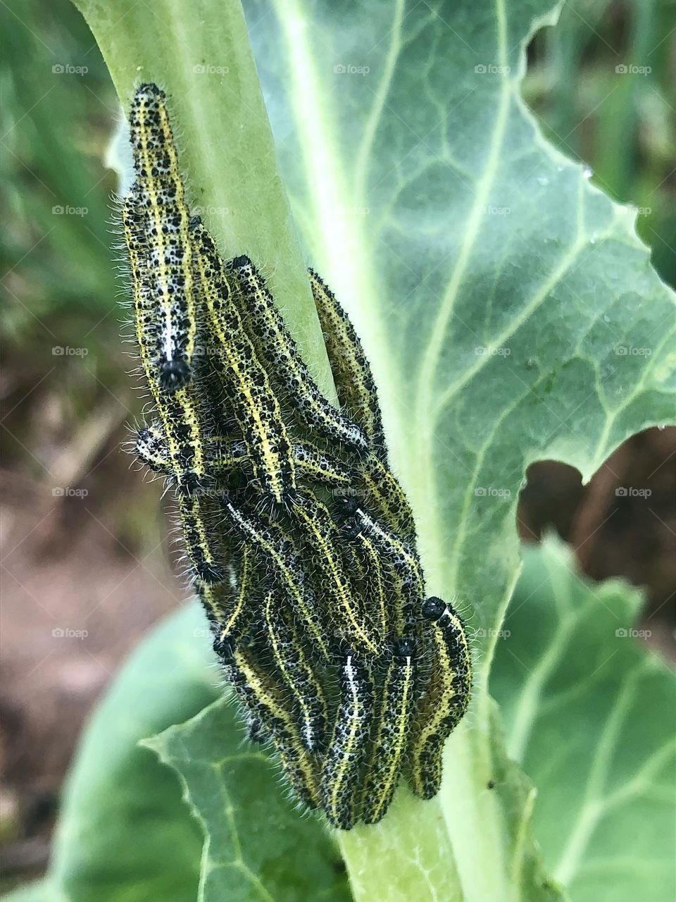 I’m disgusted with these Cabbage White caterpillars for destroying my cabbages!