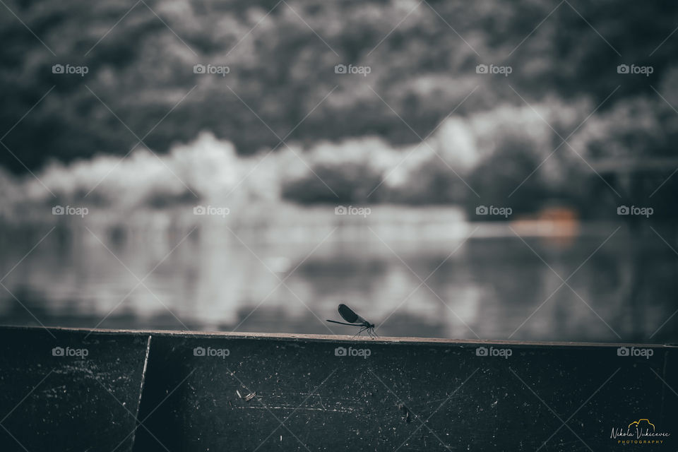 Dragonfly on the boat