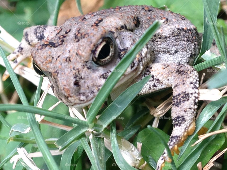 Frog face. Frog in backyard