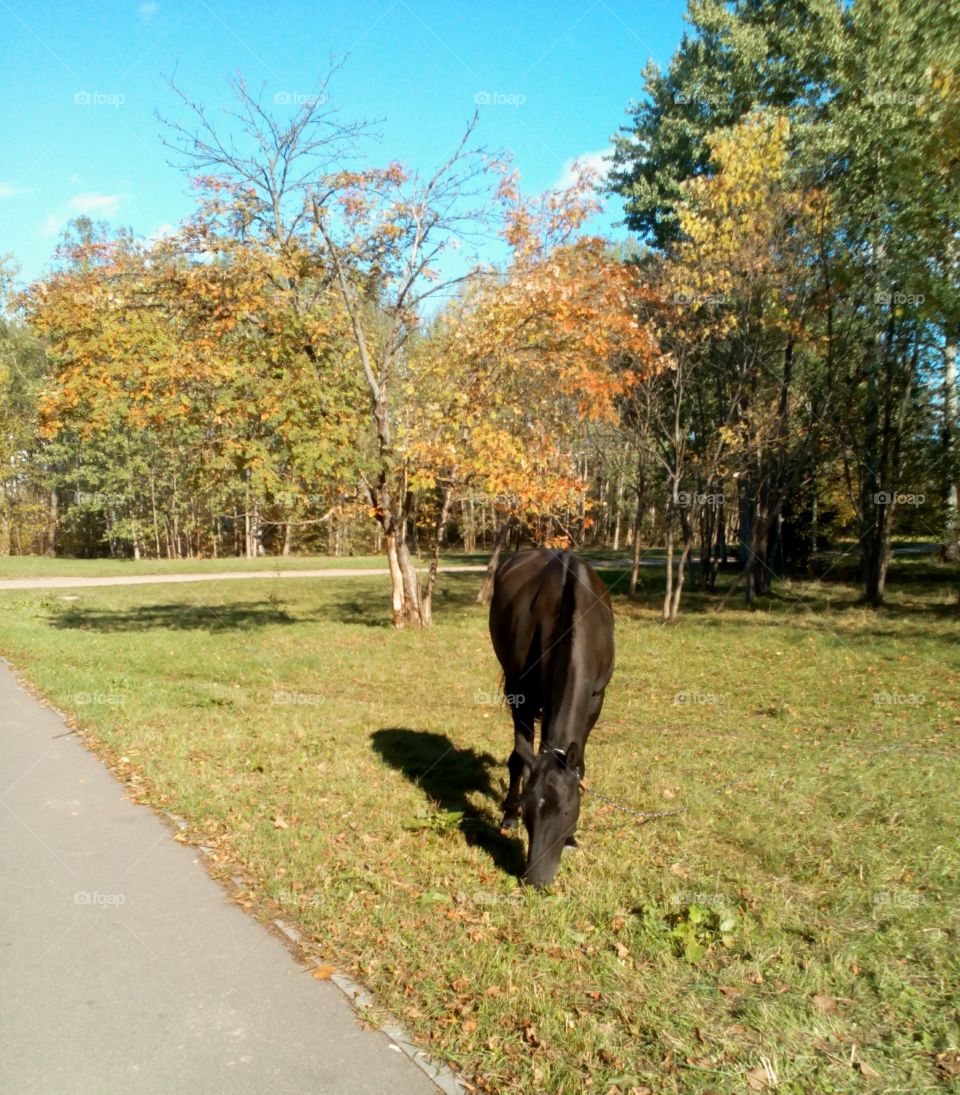 Fall, No Person, Nature, Grass, Rural