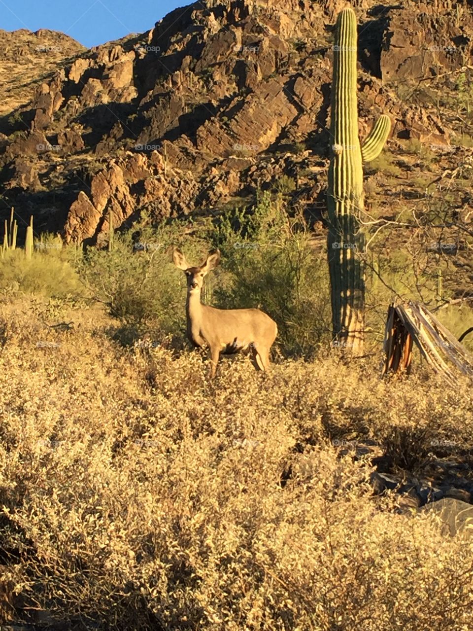 Oh deer — Arizona 