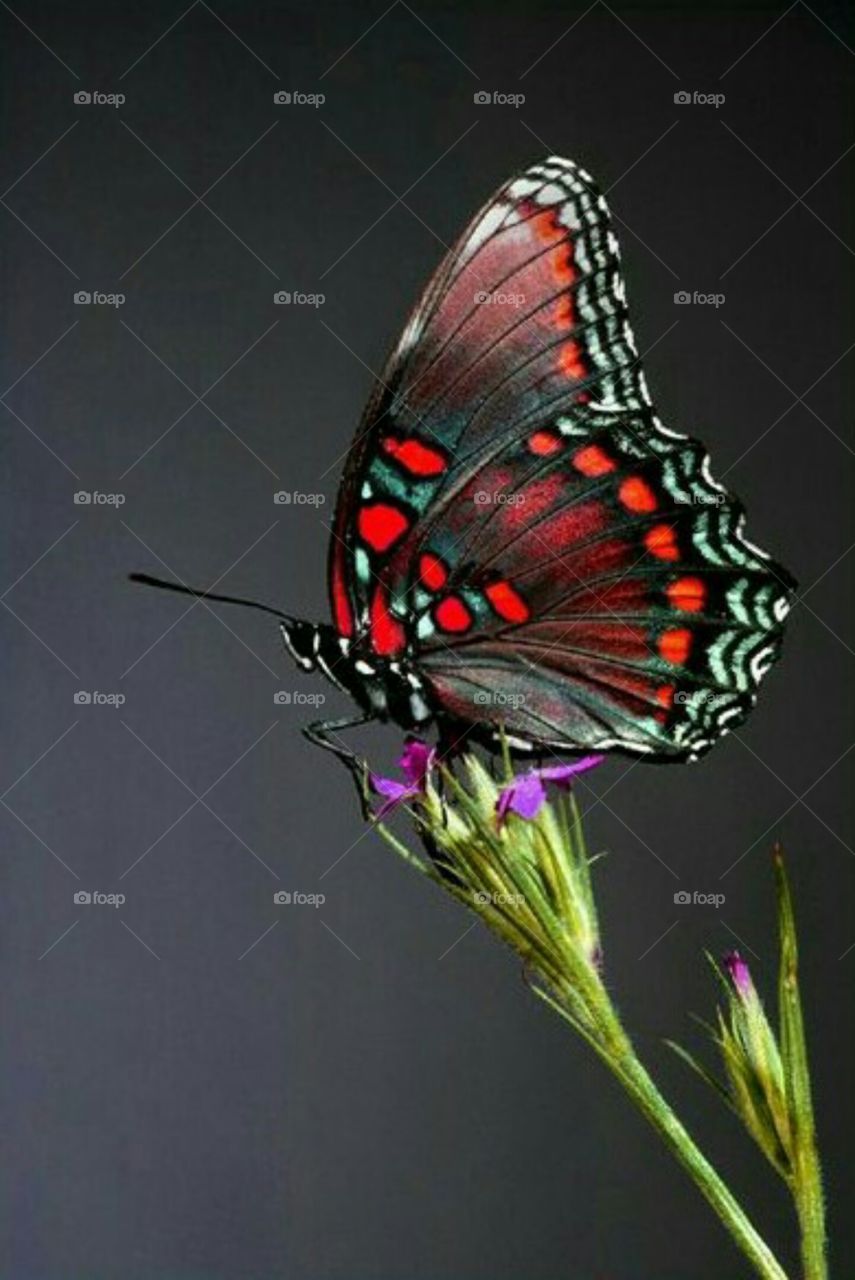 Red butterfly