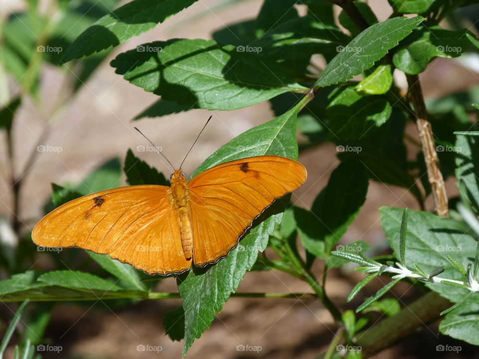 orange #butterfly