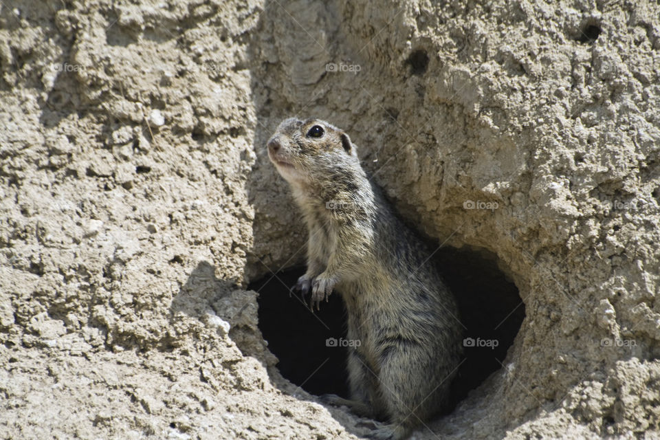 Squirrel standing at ground hole