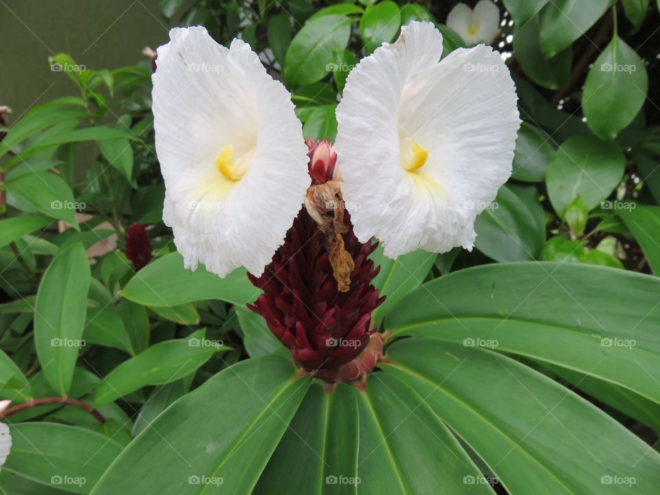 White tropical flowers