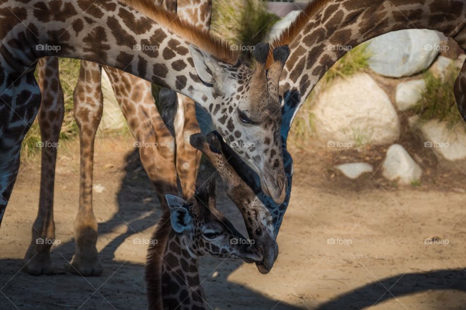 Giraffes tangle