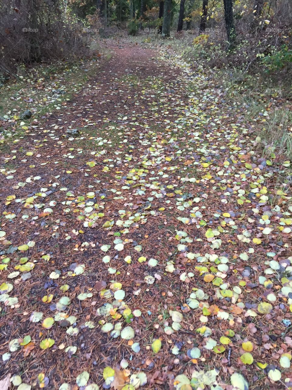 Pathway by Kalmarsund in Sweden 
