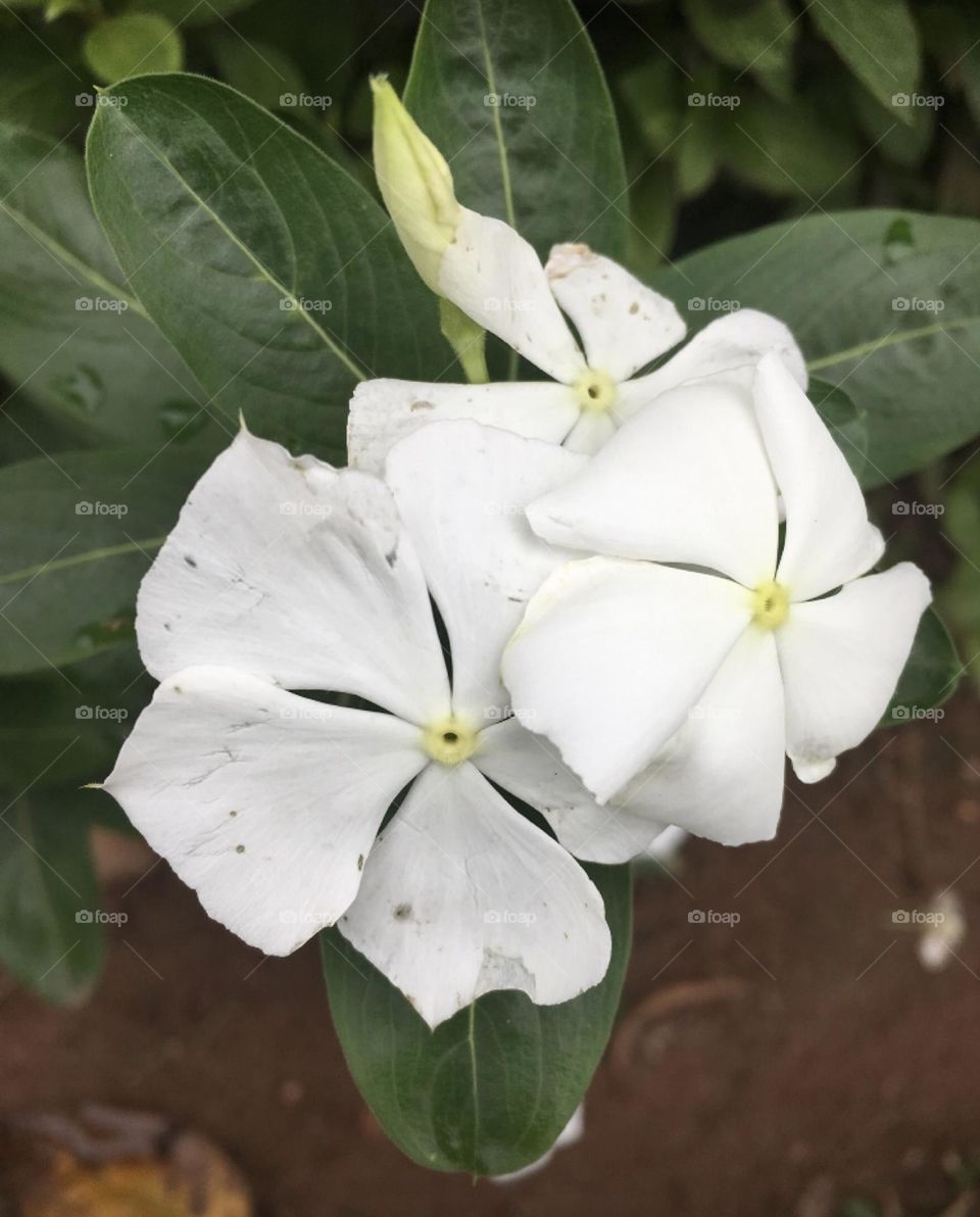 🌹 🇺🇸 Very beautiful flowers to brighten our day.  Live nature and its beauty. Did you like the delicate petals? / 🇧🇷 Flores muito bonitas para alegrar nosso dia. Viva a natureza e sua beleza. Gostaram das pétalas delicadas?