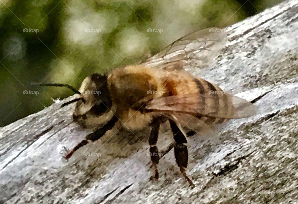 Bee on wooden railing 4