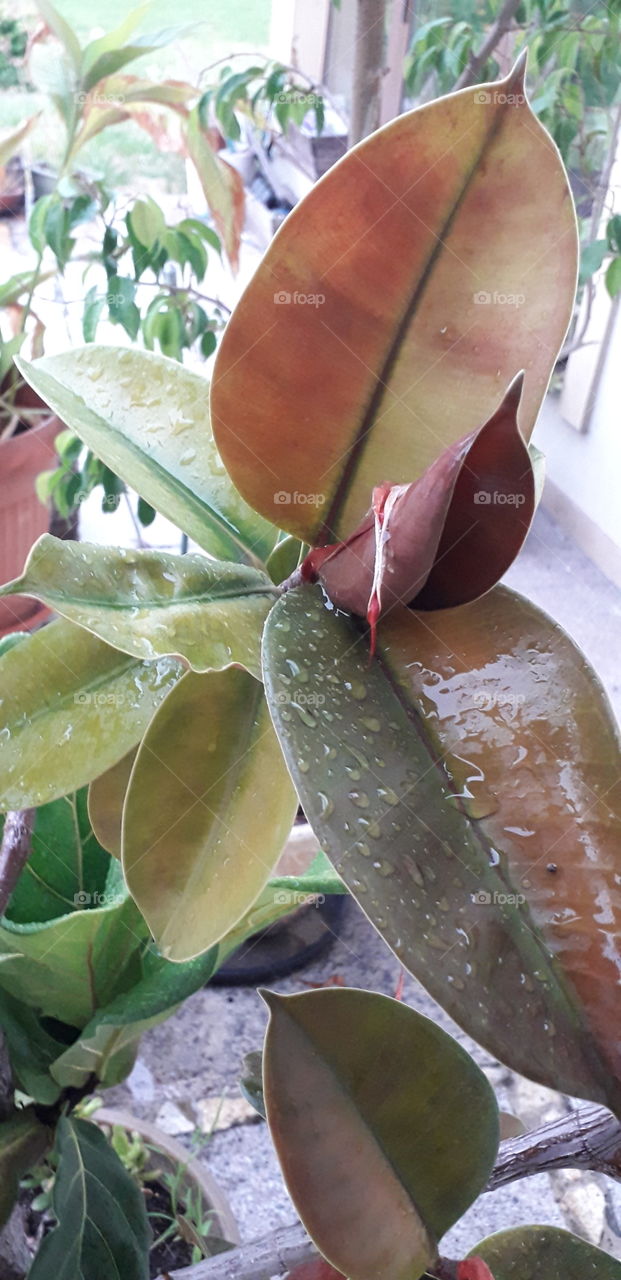 ficus in the rainł