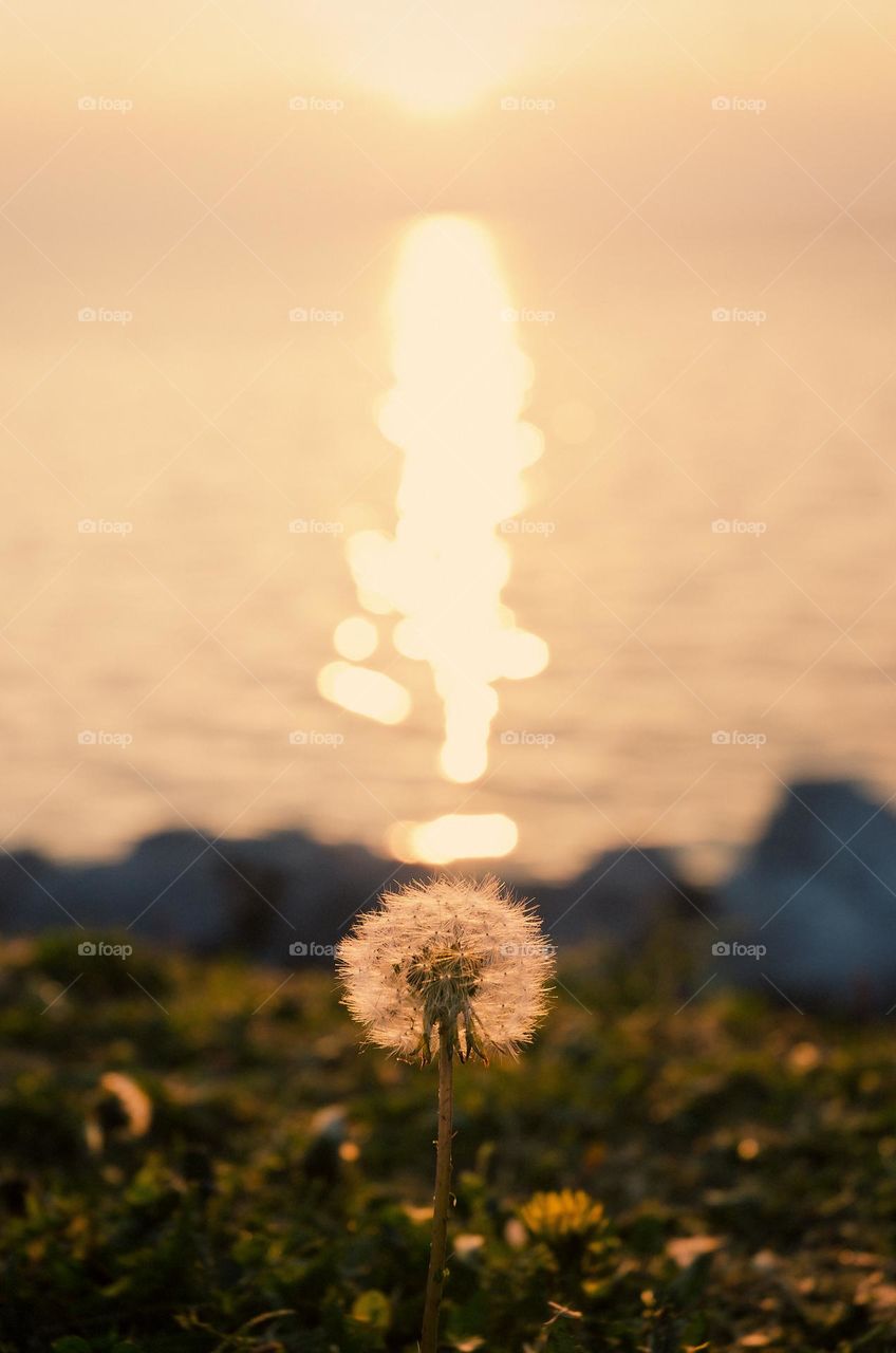 Top view of dandelion flower close up.  Adriatic sea in sunset light.