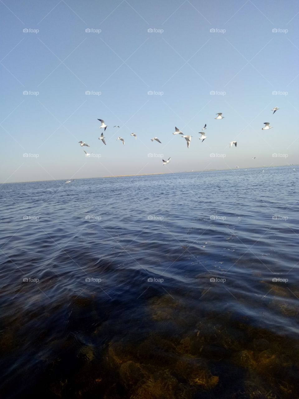 Flying white bird on lake