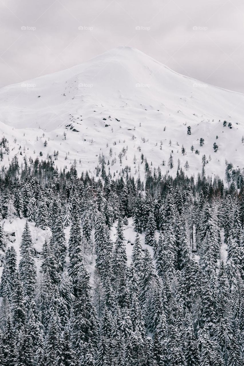 nieve montañas y pinos