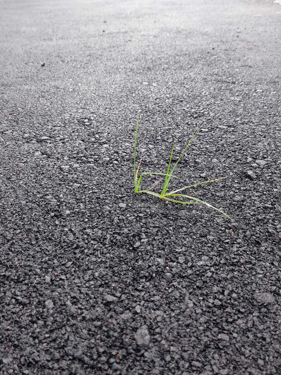 lush grass growing on paved ground