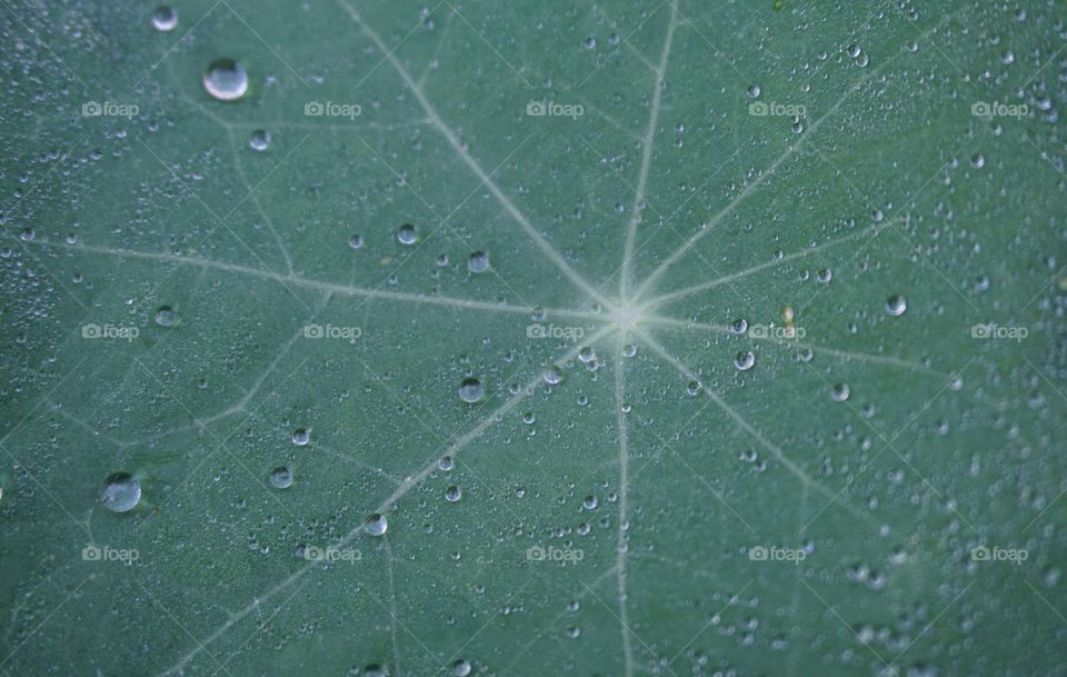 Dew on leaf