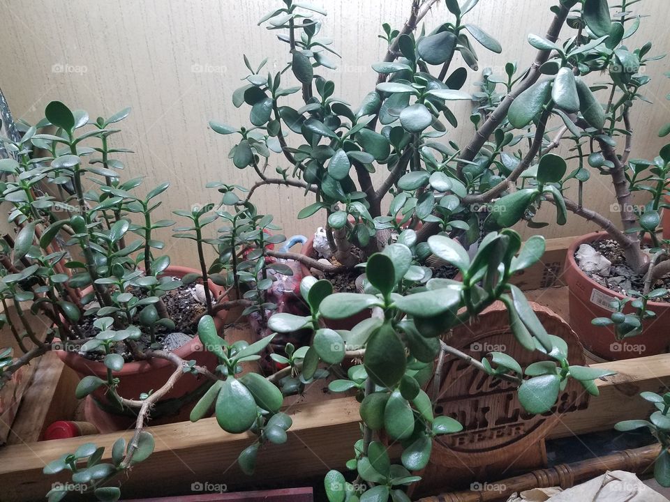 House plants in pots