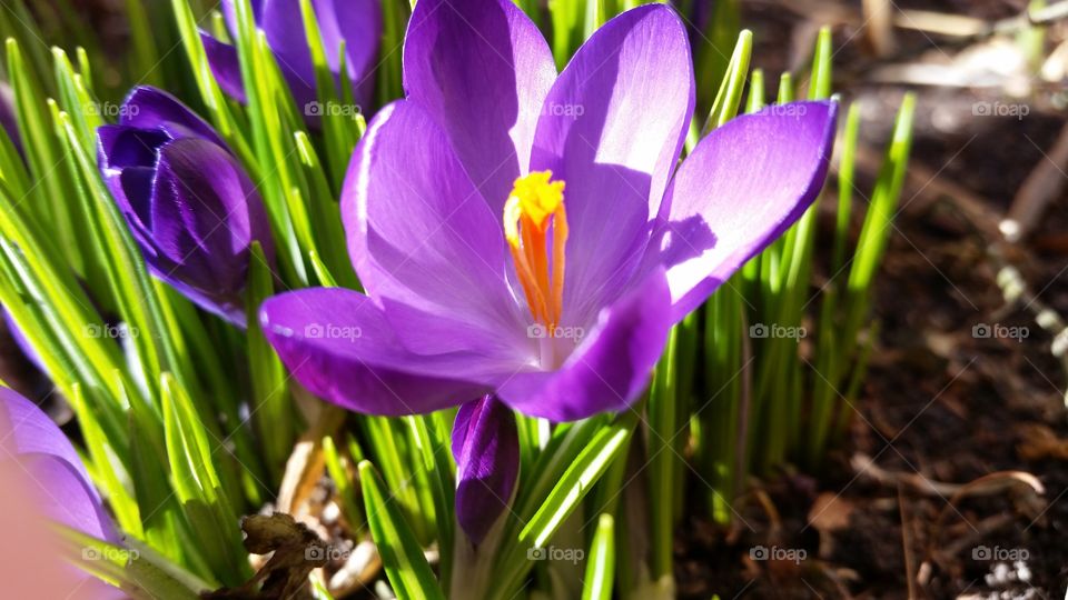 crocus 2015. first flower of spring 2015