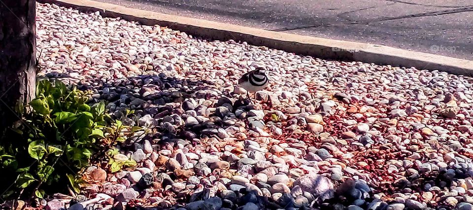 bird walking on rocks