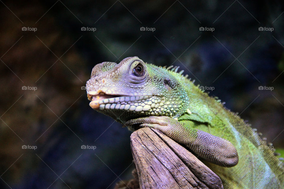 colorful lizard looking around. A colorful lizard looking around in the aquarium in Shanghai, china