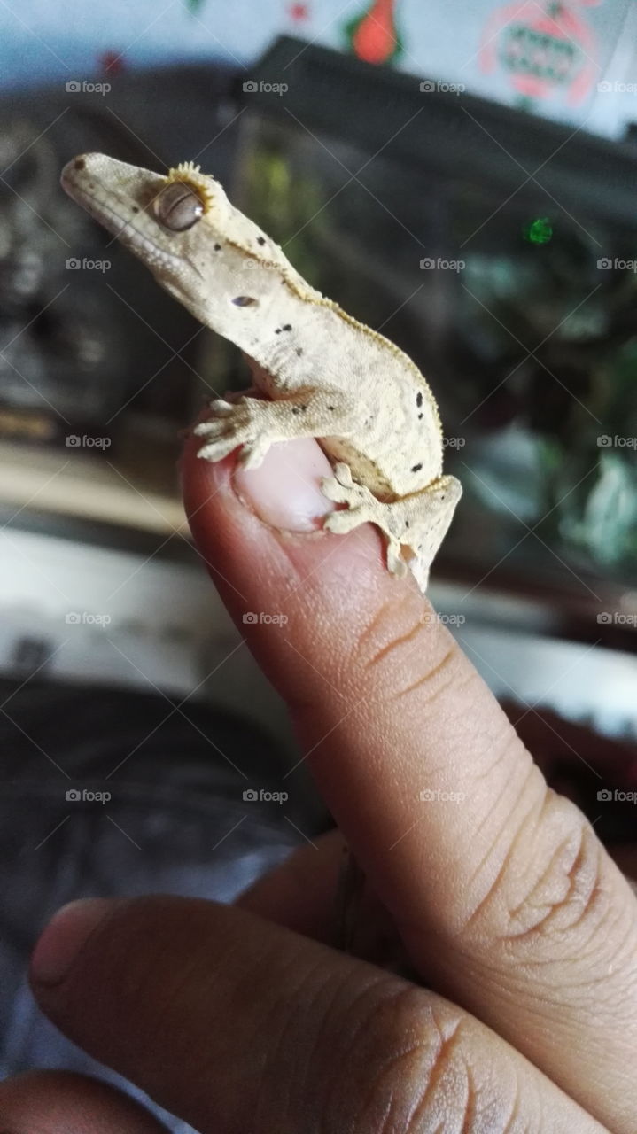 Nature, Skin, Reptile, Hand, One