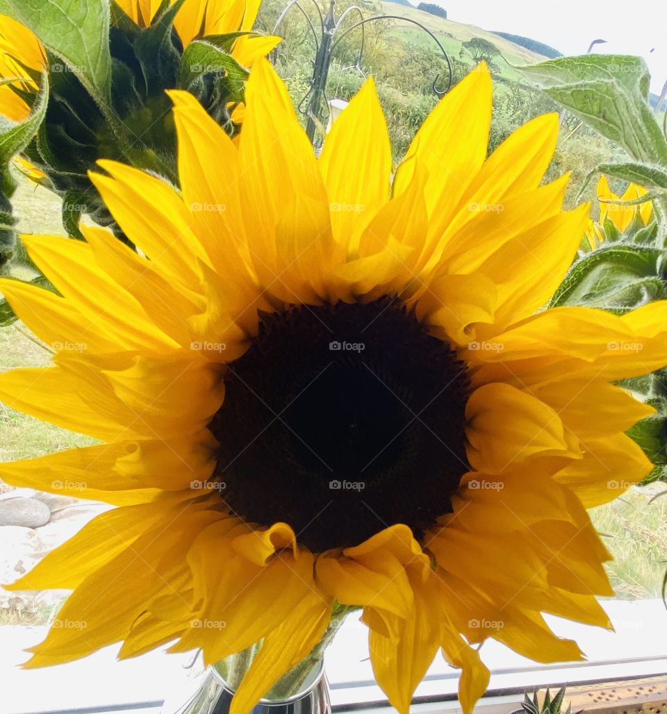 You’re my sunflower 🌻