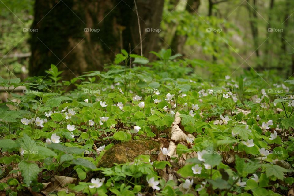 Wildflowers