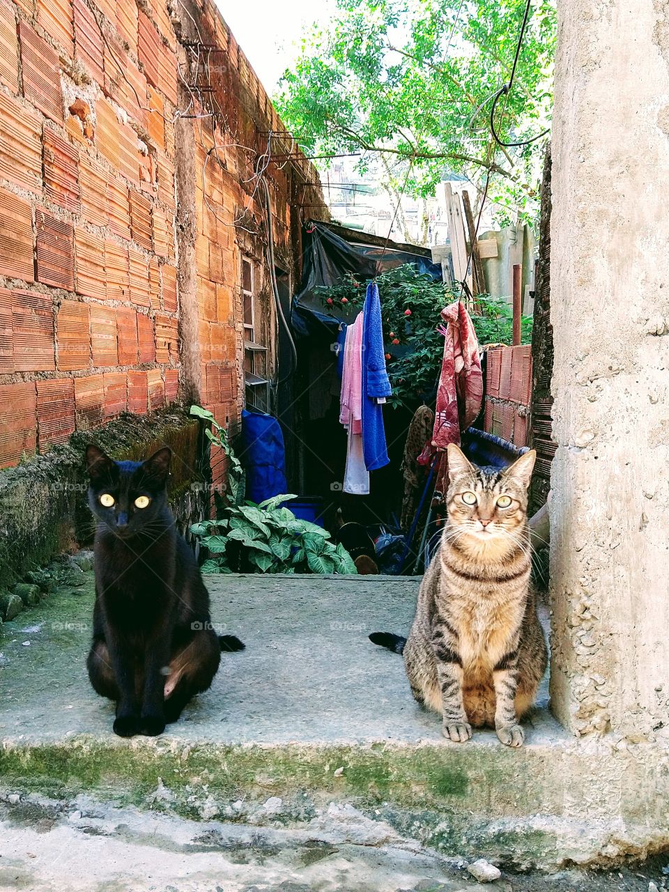 Gato o Guardião do Templo 👏👏