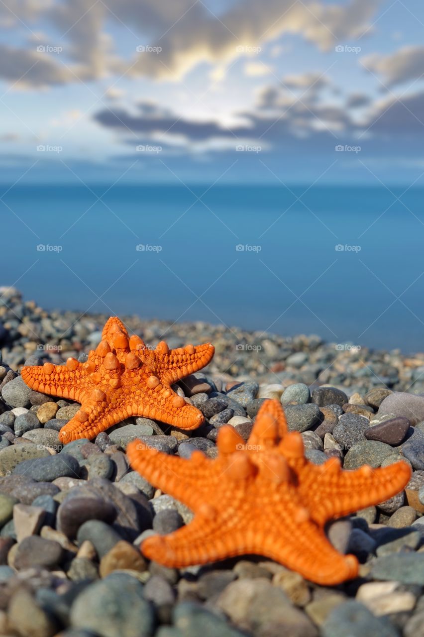 Starfish 