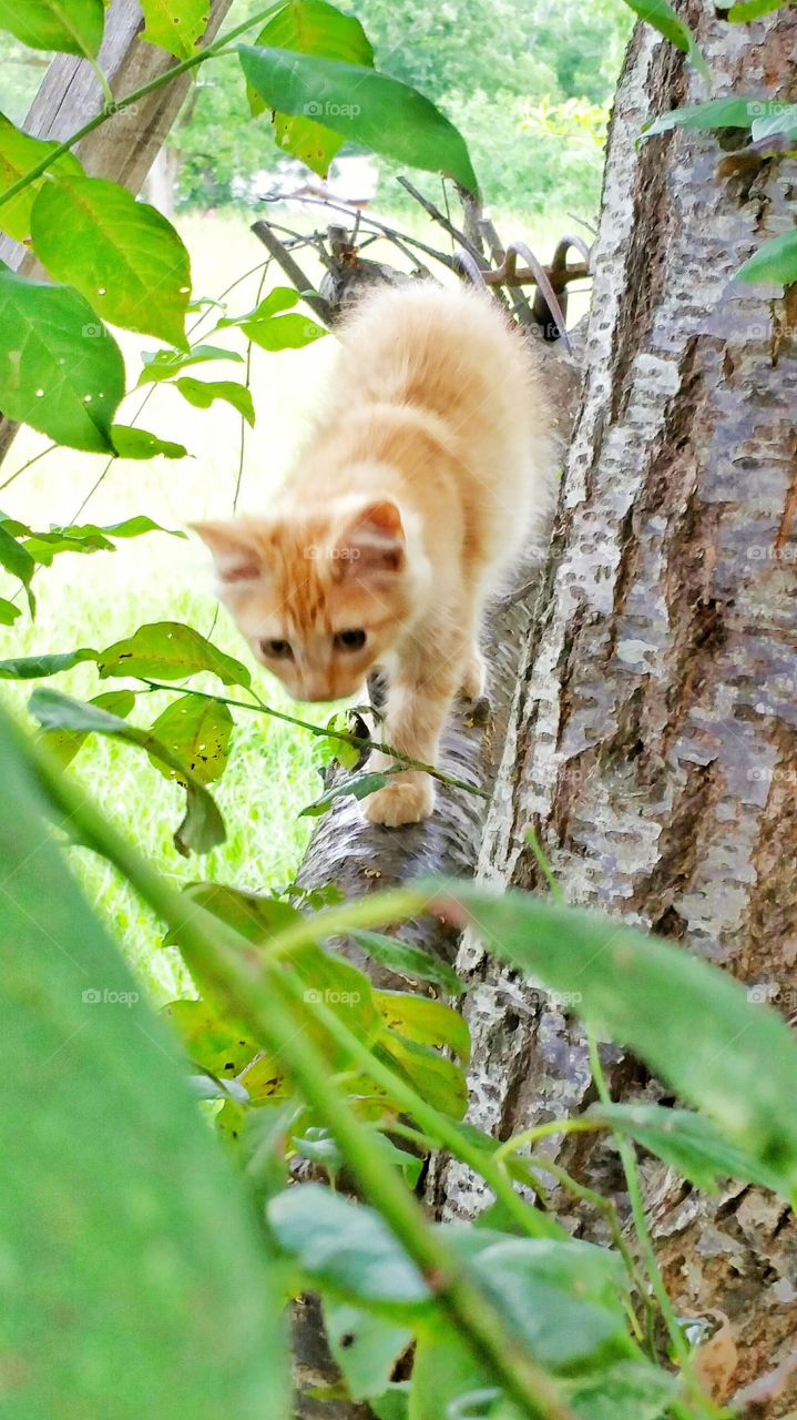 american bobtail cats