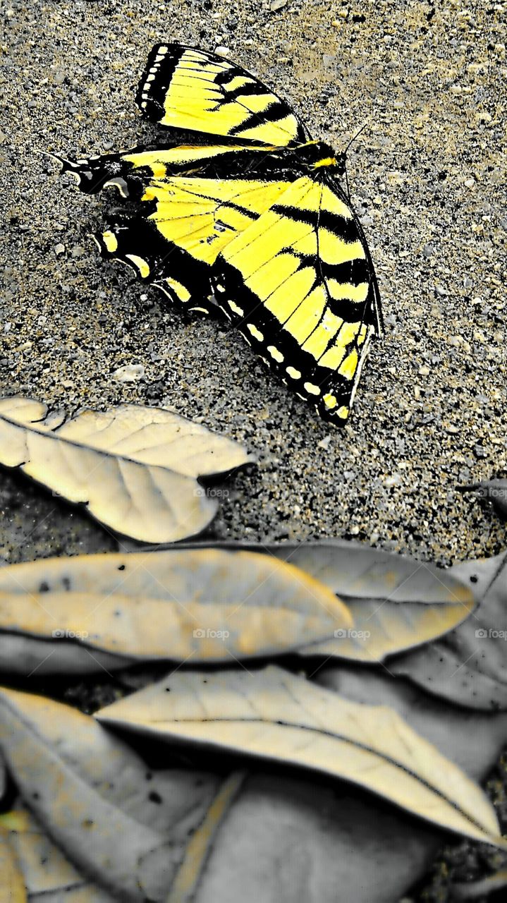 Beautiful yellow butterfly rests it's wings alongside the yellow fall leaves.