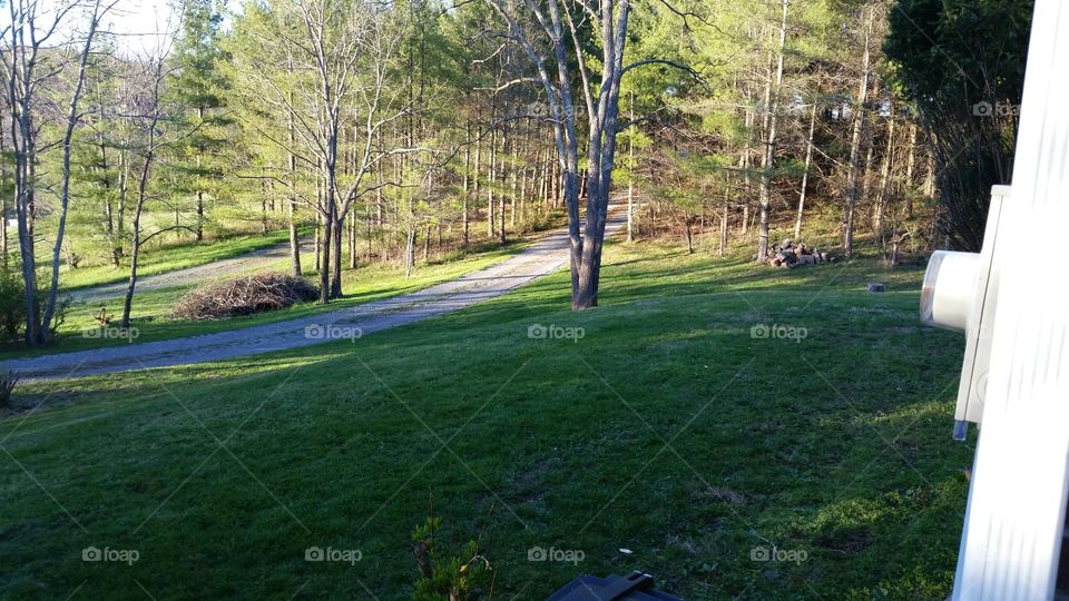 Gravel driveway through the trees