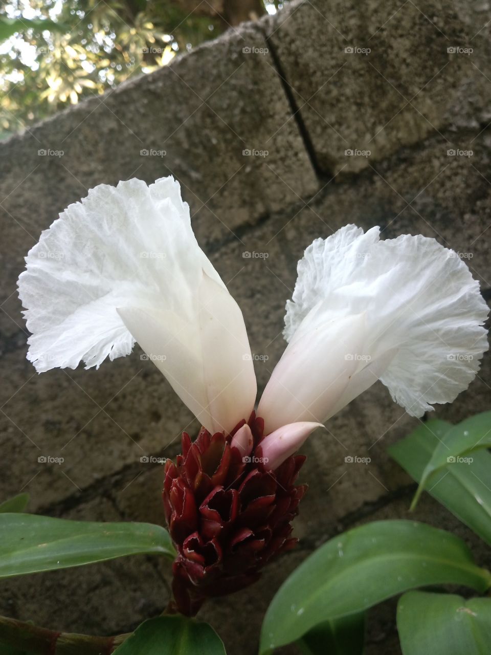 Jamaican Crepe ginger