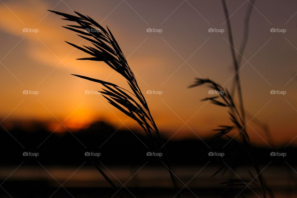 Silhouette of grass