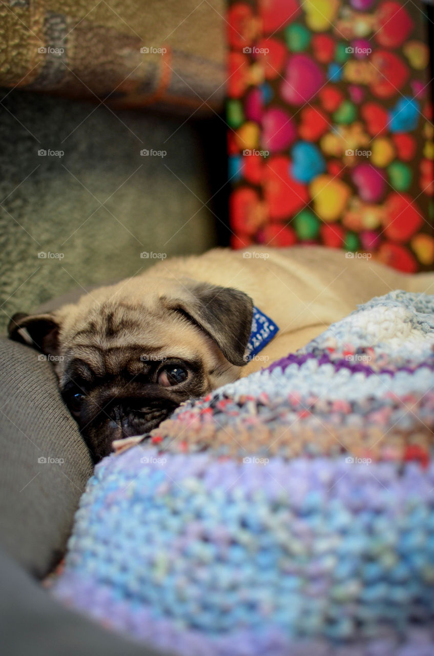 Bruno loves laying on his pillow