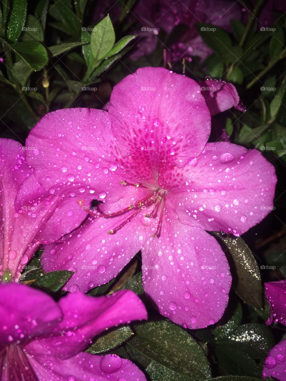 🇺🇸 Our azaleas dripped by the rain of dawn!  The wet petals and their vibrant colors are incredible ... / 🇧🇷 Nossas azaleias gotejadas pela chuva da madrugada! As pétalas molhadas e suas cores vibrantes são incríveis...