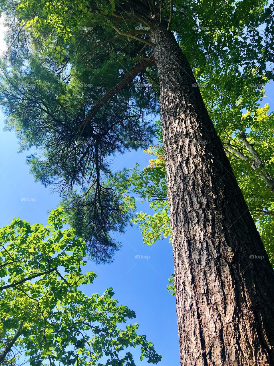 Glowing green forest in the summertime of Norteastern Maine