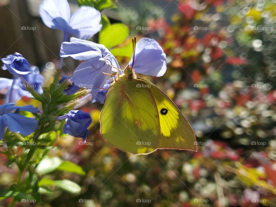 Southern dogface butterfly