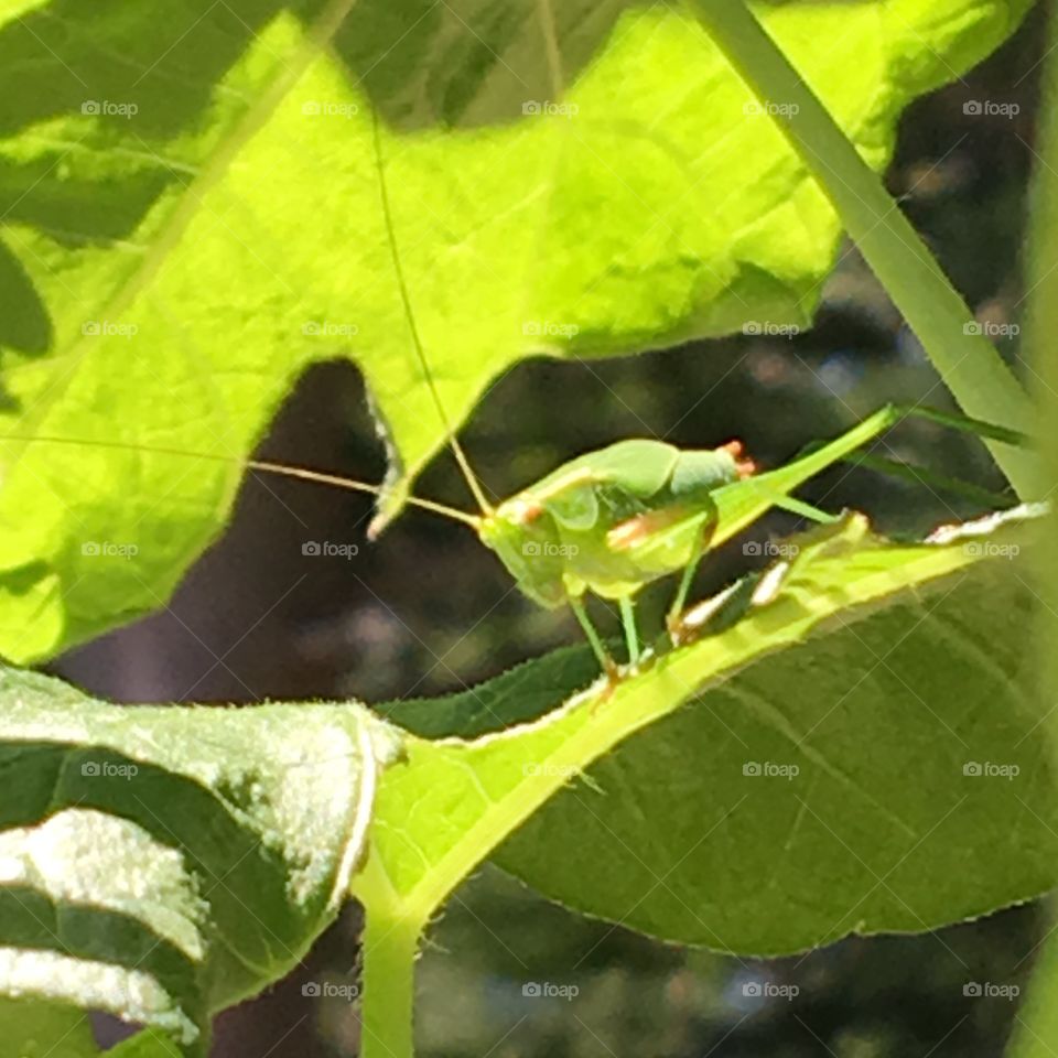 Green grasshopper in leaves, macro pic.