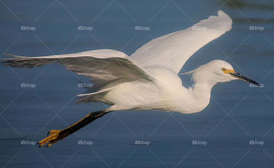 Snowy Egret in Flight
