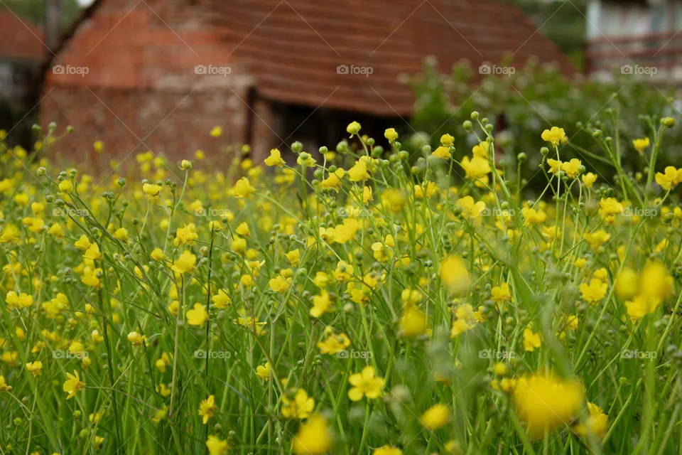 plants