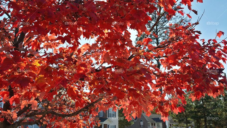 Autumn Splendor