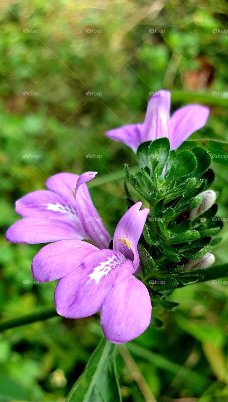 spring, wild flowers beautiful colors, wallpaper, natural  purple