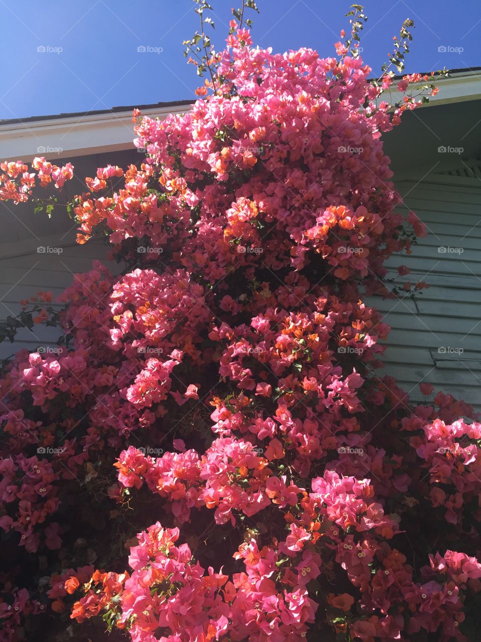 Pink flowers on house 
