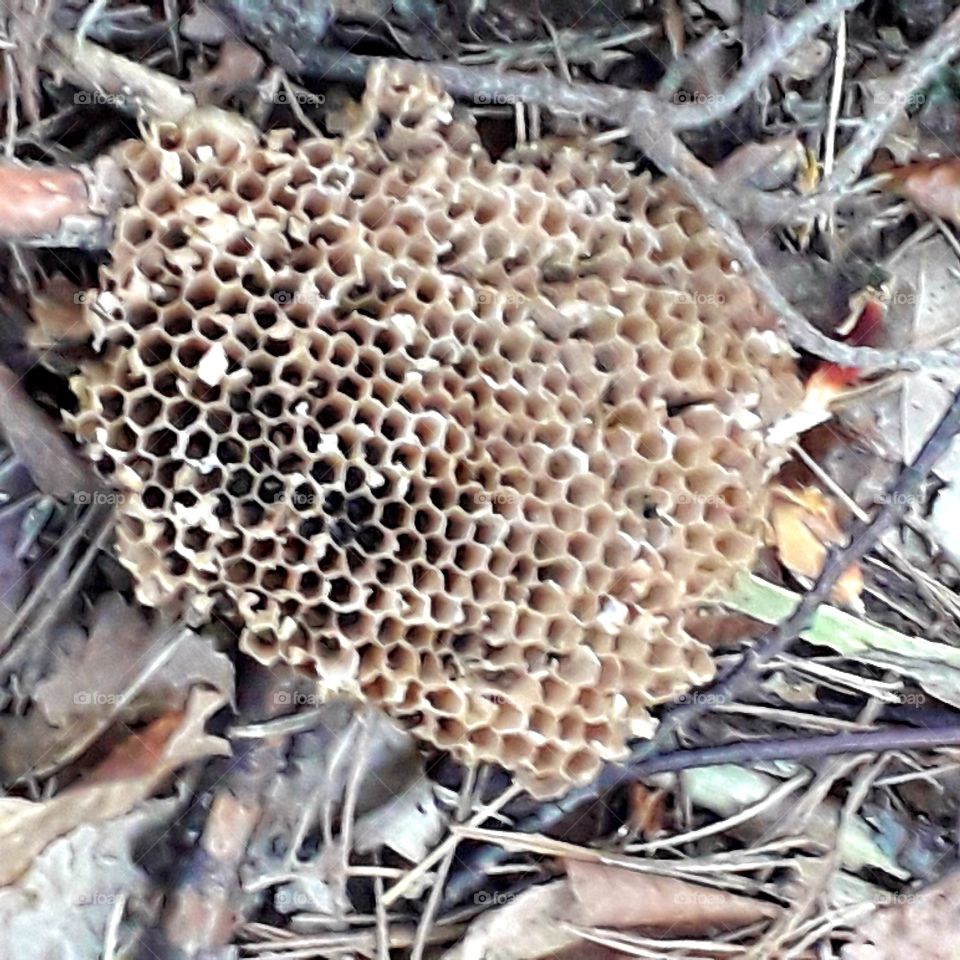 abandoned wasp nest on forest litter during cloudy day