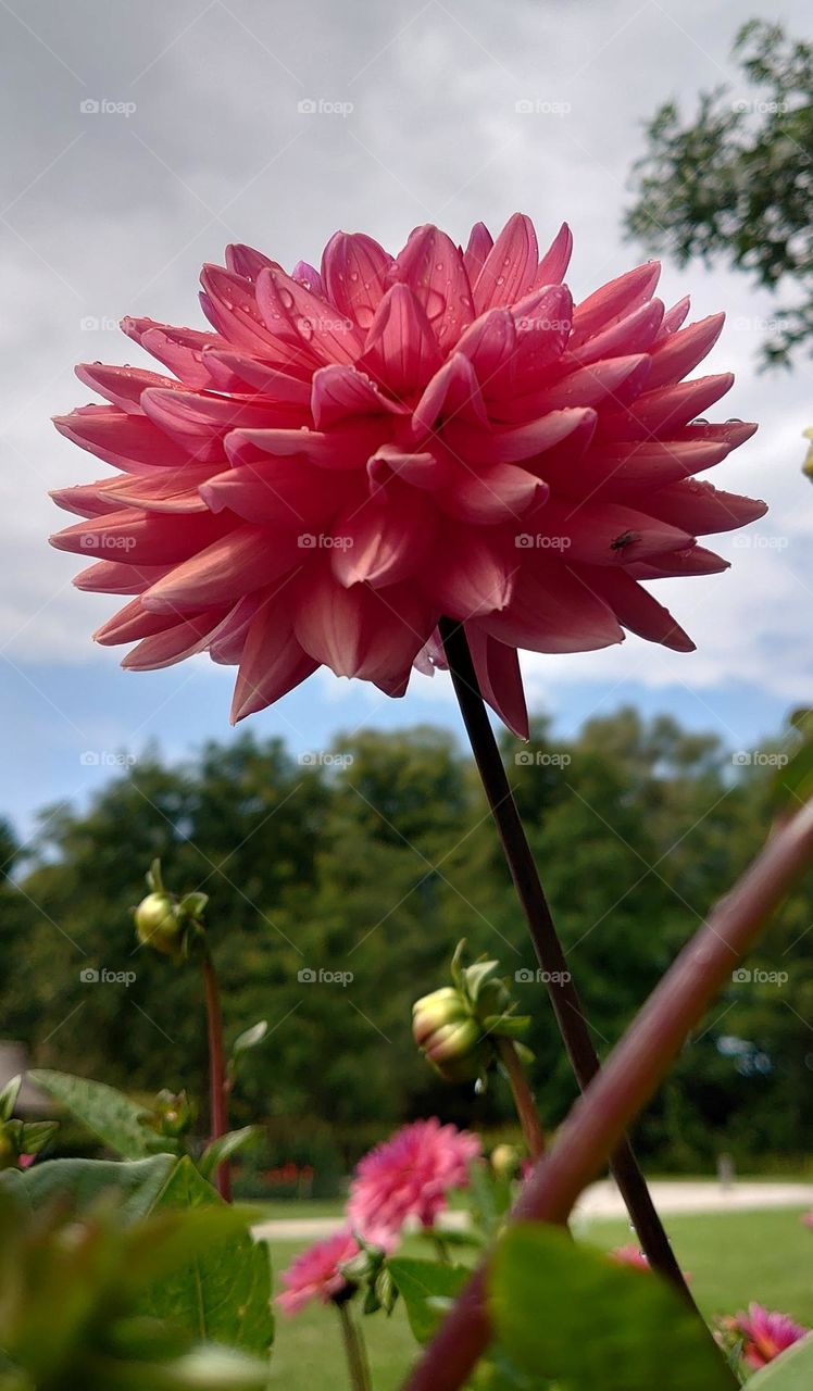 Barbie dahlia