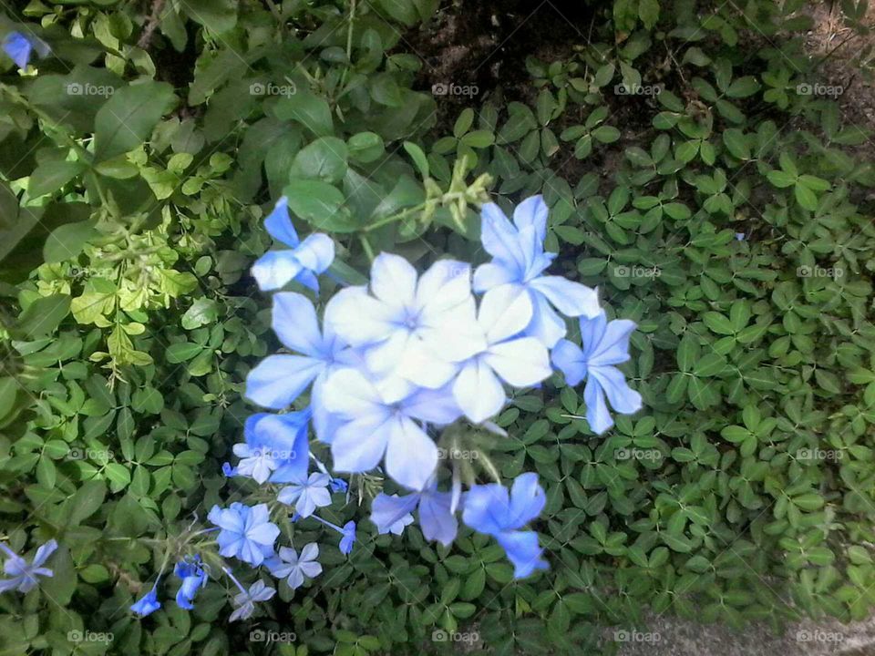 Florzinhas azuis do meu jardim!