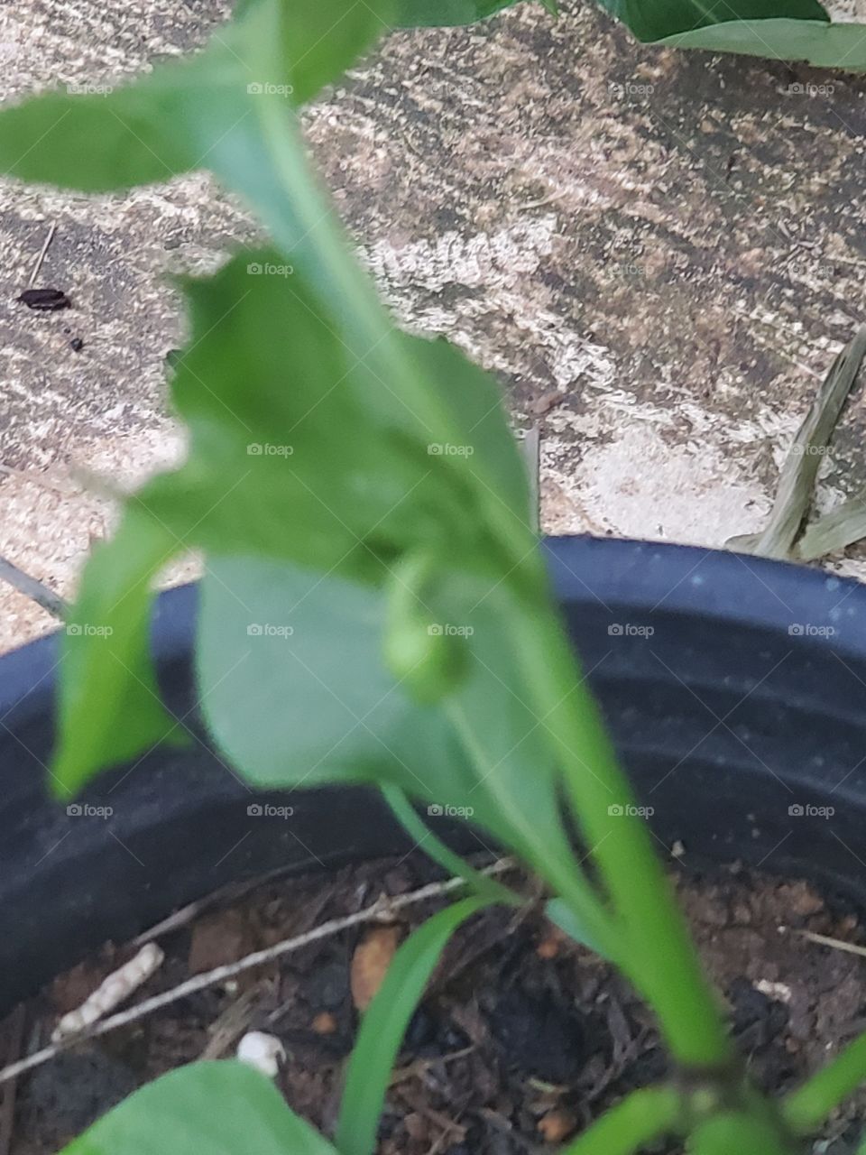 baby peppers