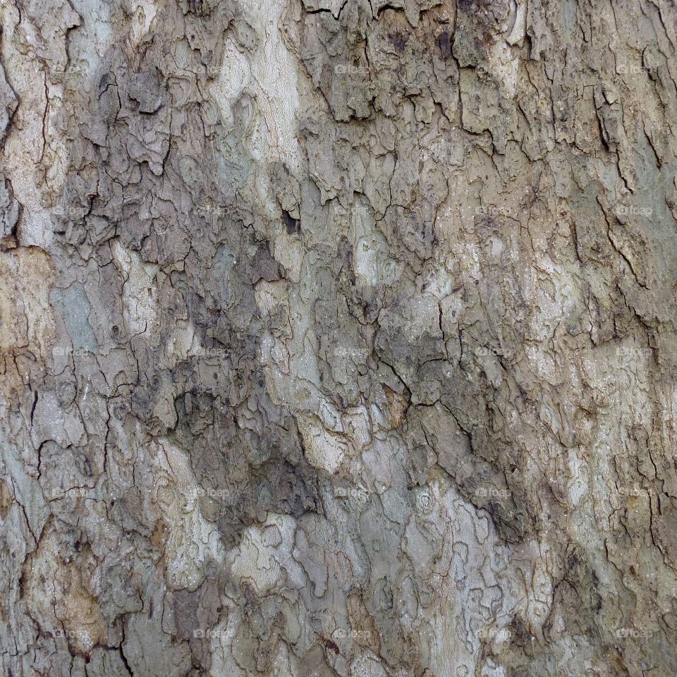 Tree bark