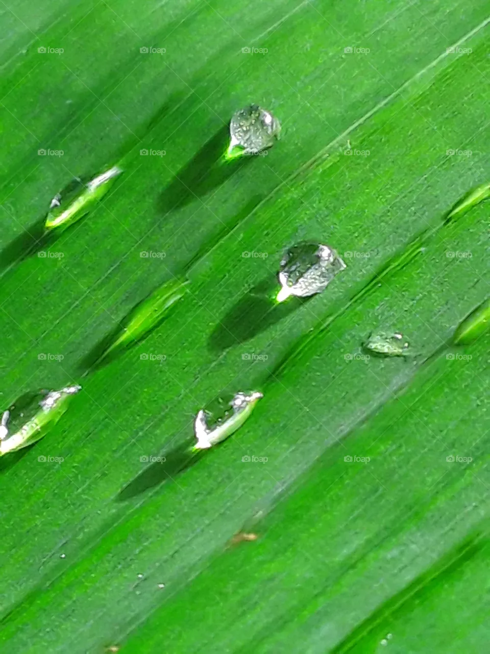banana leaf decorated with raindrops and sunrays everything is harmonious and beautiful