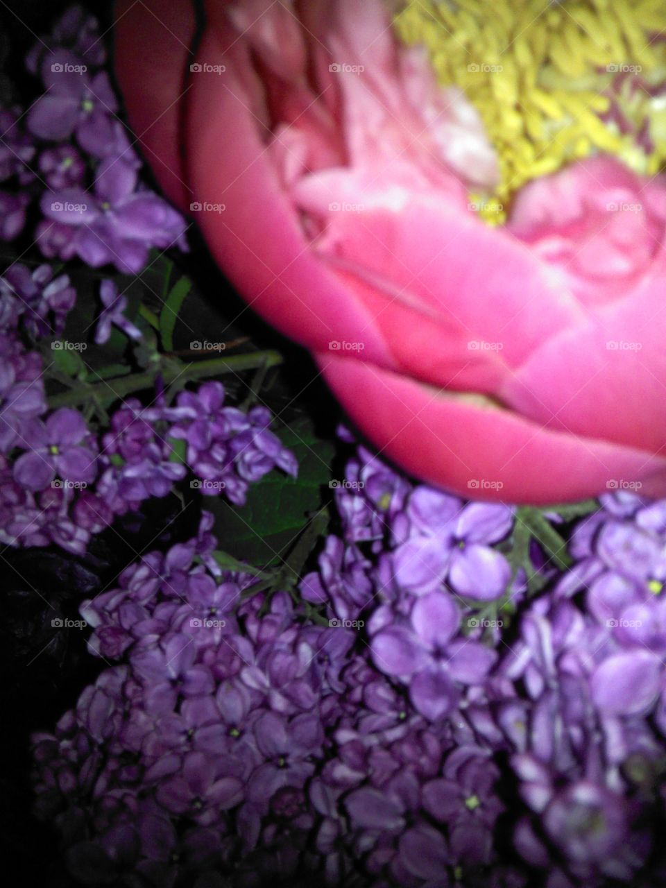 pink. lilac